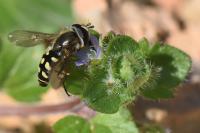 Eupeodes luniger