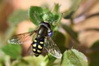 Eupeodes luniger