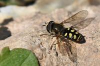 Eupeodes luniger