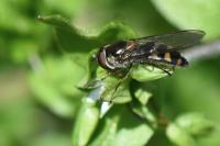Meliscaeva auricollis