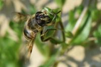 Eristalis tenax
