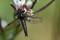 Bibio lanigerus