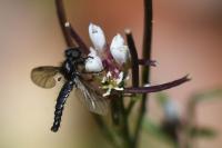 Bibio lanigerus