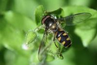 Meliscaeva auricollis