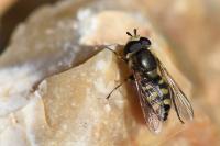 Eupeodes luniger
