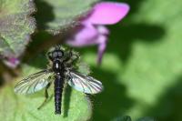 Bibio lanigerus