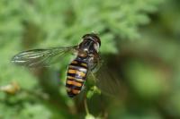 Episyrphus balteatus