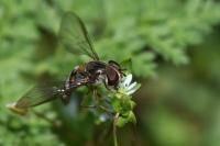 Episyrphus balteatus