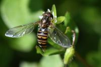 Episyrphus balteatus