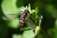 Episyrphus balteatus