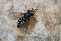 Eupeodes luniger