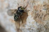 Eupeodes luniger