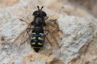 Eupeodes luniger