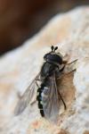 Eupeodes luniger