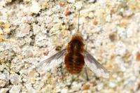 Bombylius major