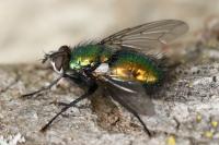 Gymnocheta viridis