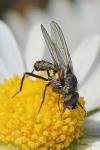 Delia platura