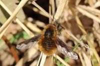 Bombylius major
