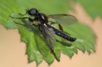 Bibio lanigerus