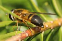 Epistrophe eligans