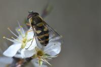 Syrphus vitripennis