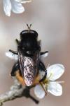 Criorhina ranunculi