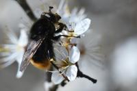 Criorhina ranunculi