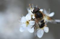 Eristalis pertinax
