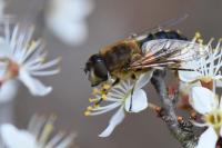 Eristalis pertinax
