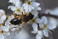 Eristalis pertinax