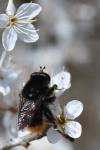 Criorhina ranunculi