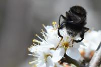 Criorhina ranunculi