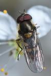 Parasyrphus punctulatus