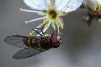 Parasyrphus punctulatus