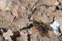 Ferdinandea cuprea
