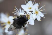 Criorhina ranunculi