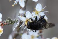 Criorhina ranunculi