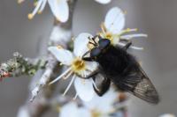 Criorhina ranunculi