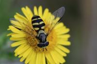 Dasysyrphus albostriatus