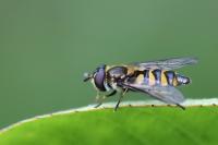Didea fasciata