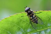 Didea fasciata
