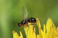 Nemopoda nitidula