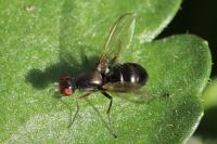 Nemopoda nitidula
