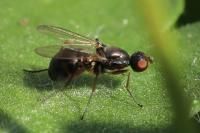 Nemopoda nitidula