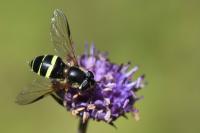Dasysyrphus tricinctus