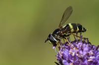 Dasysyrphus tricinctus