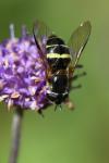 Dasysyrphus tricinctus