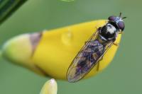 Meliscaeva auricollis