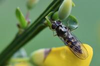 Meliscaeva auricollis