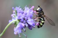 Dasysyrphus tricinctus